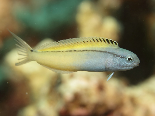 Meiacanthus Nigrolineatus